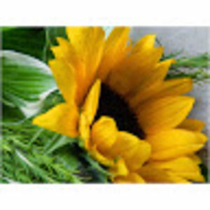 Meet your Posher, Eva